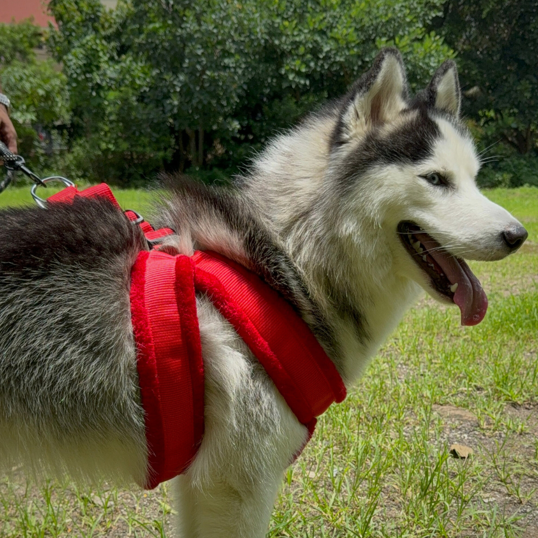 Fur Harness - Red